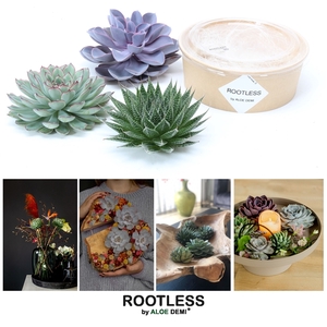 ROOTLESS Succulent 12-14 cm kraft box DIY