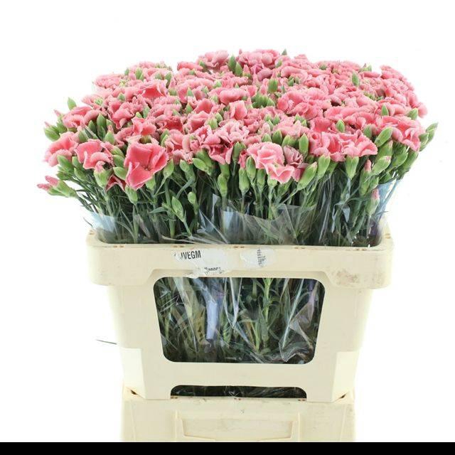 <h4>DI TR SIMPLY SALMON EXTRA</h4>