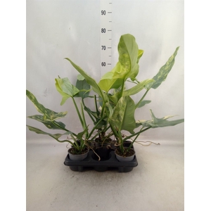 Philodendron   ...