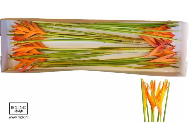 <h4>HELIC TROPIC EXOTIC</h4>