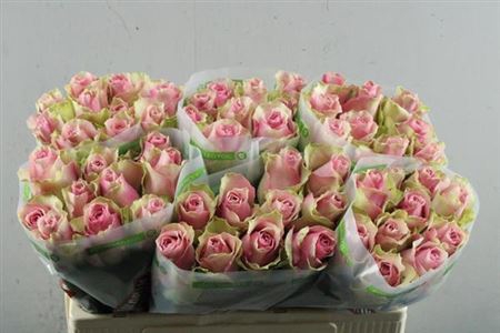 <h4>R Gr Belle Rose</h4>