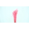 Dried Bleached Briza Pink