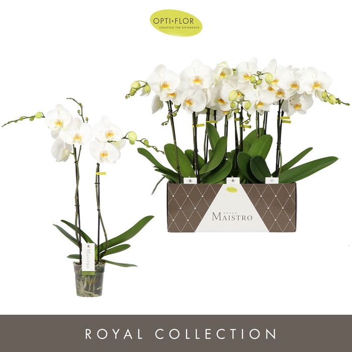 <h4>Phalaenopsis wit meer takken</h4>