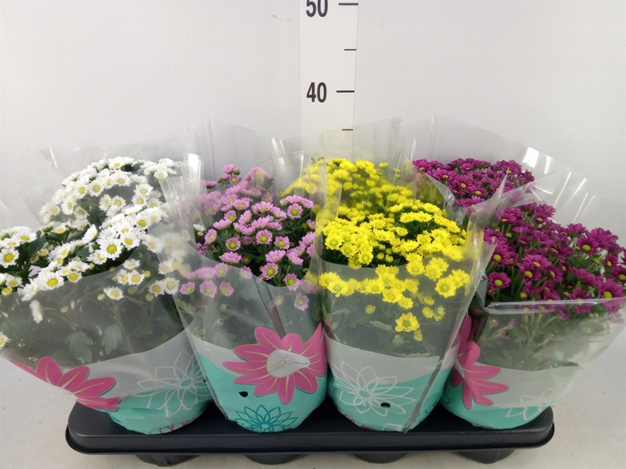 <h4>Chrysanthemum  'Madiba'  ...mix</h4>