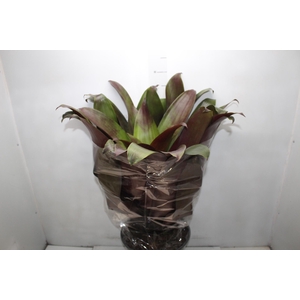 BROMELIA IMPERIAL P27 VERMELHO