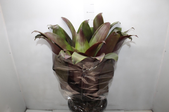 <h4>BROMELIA IMPERIAL P27 VERMELHO</h4>