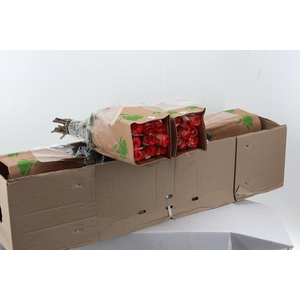 R Gr Blush 50cm Box Fu