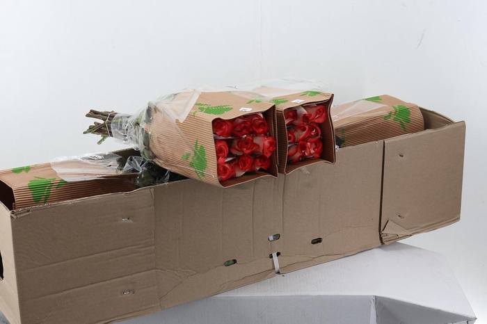 <h4>R Gr Blush 50cm Box Fu</h4>