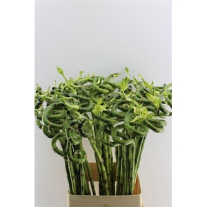 Drac S Lucky Bamboo