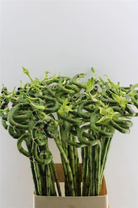 <h4>Drac S Lucky Bamboo</h4>