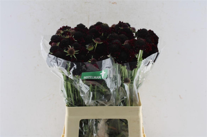 <h4>Scabiosa Blackberry Scoop</h4>