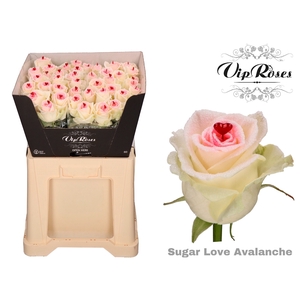 R GR SUGAR LOVE AVALANCHE