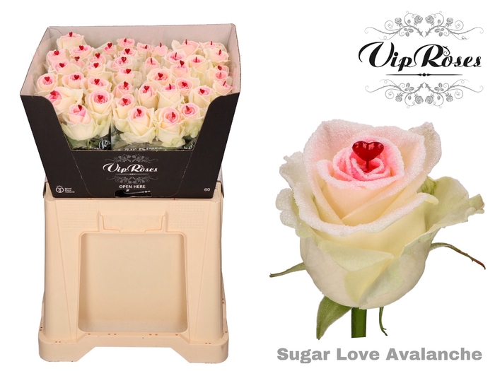 <h4>R GR SUGAR LOVE AVALANCHE</h4>