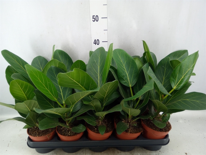 <h4>Ficus benghalensis 'Audrey'</h4>