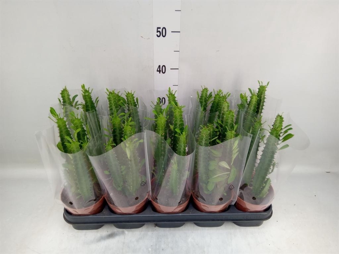 <h4>Euphorbia trigona</h4>