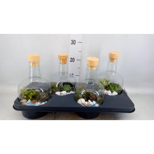 Arr. Succulents L%