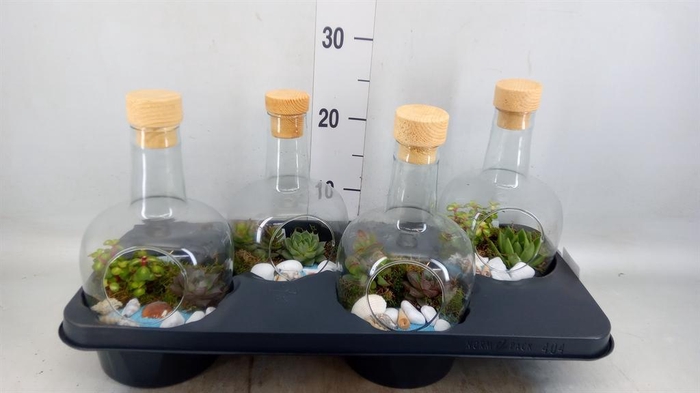 <h4>Arr. Succulents L%</h4>