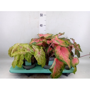 Caladium   ...mix