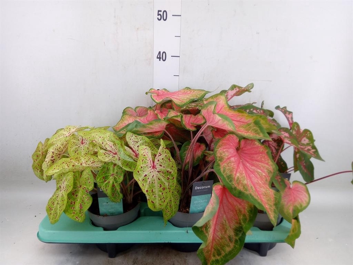 <h4>Caladium   ...mix</h4>