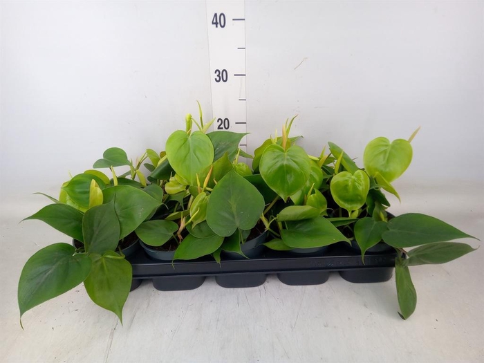 <h4>Philodendron scand.</h4>