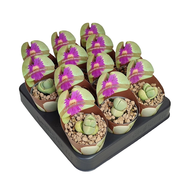 <h4>ARGYRODERMA DELAETII - POT Ø 6,5 SHAPED POTCOVER (SUCCULENTEN)</h4>