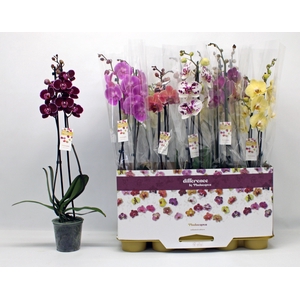 PHAL GEM 10 KL