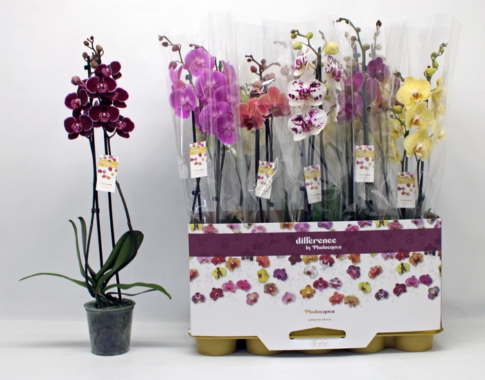 <h4>PHAL GEM 10 KL</h4>