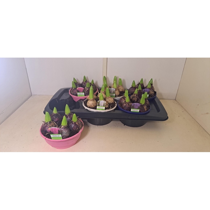 <h4>HYACIN GEM 3 KL</h4>