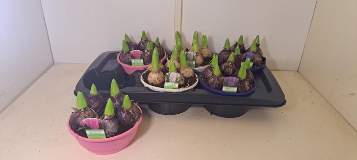 <h4>HYACIN GEM 3 KL</h4>