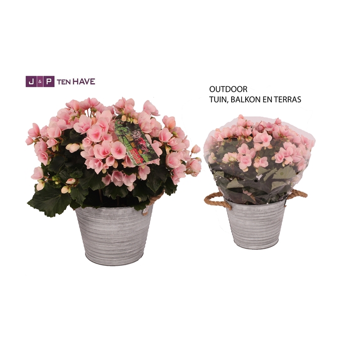 <h4>Begonia ''Betulia Light'' Outdoor in Zink Sierpot</h4>