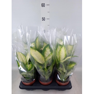 Dieffenbachia  'Camilla'