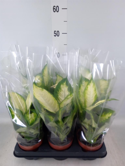 <h4>Dieffenbachia  'Camilla'</h4>