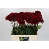 Dahlia Red Runner