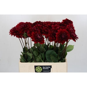 Dahlia Red Runner