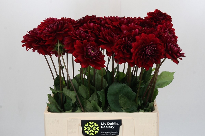 <h4>Dahlia Red Runner</h4>