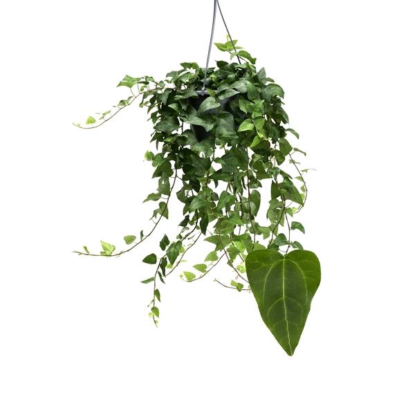 <h4>Hedera helix 'Mein Herz'</h4>