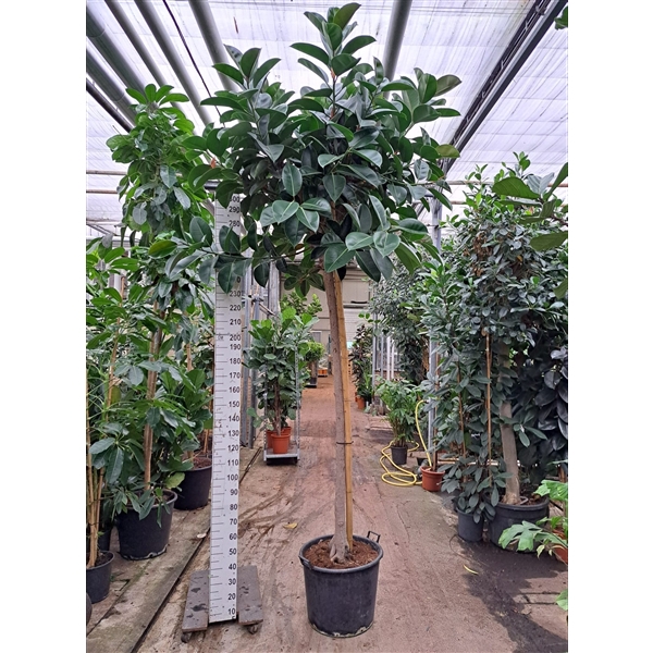 Ficus Elastica Robusta stam 360cm