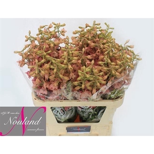 DELPH EN PINK SENSAT