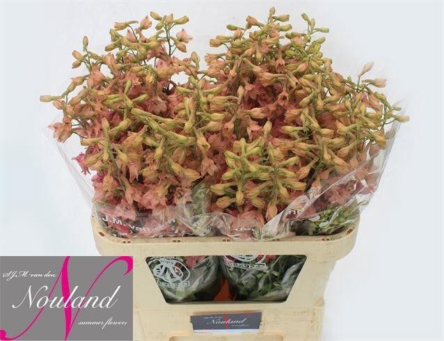 <h4>DELPH EN PINK SENSAT</h4>