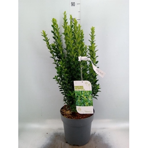 Euonymus japon. 'Green Spire'
