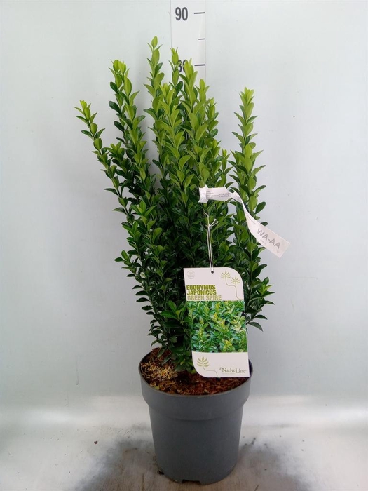 <h4>Euonymus japon. 'Green Spire'</h4>