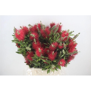 Callistemon P Bunch