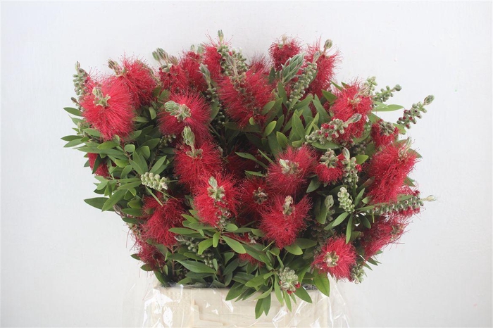 <h4>Callistemon P Bunch</h4>