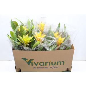 GUZMANIA AMARELA P14