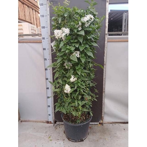 SOLANUM JASMINOIDES