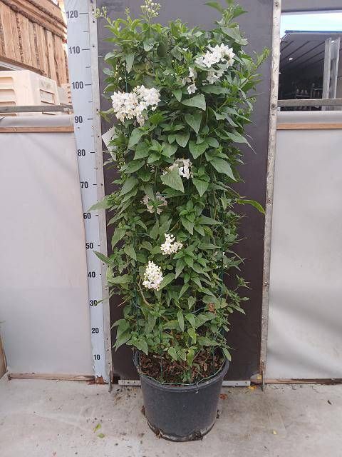 <h4>SOLANUM JASMINOIDES</h4>