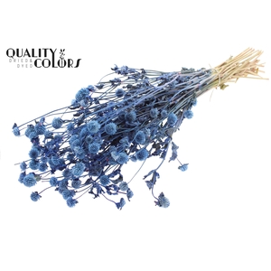 Gomphrena per bunch Blue