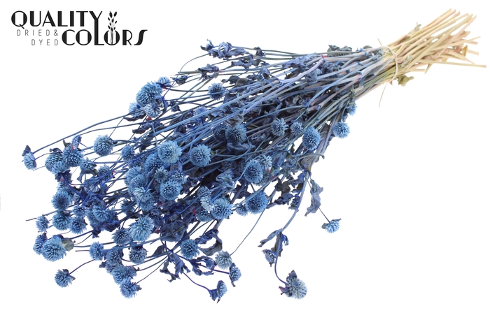 <h4>Gomphrena per bunch Blue</h4>