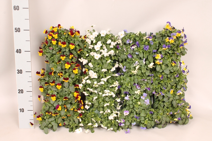 <h4>Wandhangers Viola cornuta Diverse</h4>
