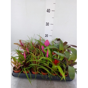 Bromelia   ...mix